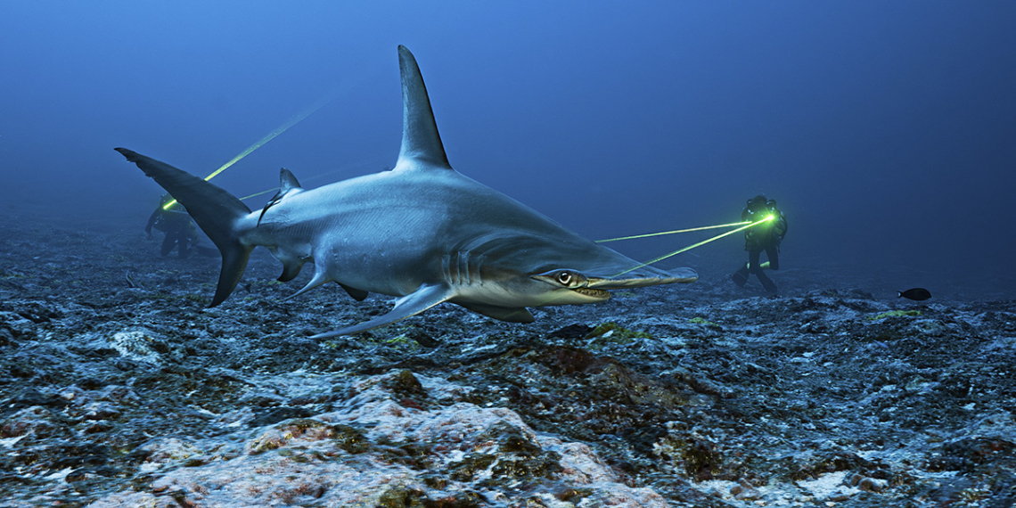 Finalisti concorso Ocean Photographer of the Year 2026