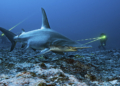 Finalisti concorso Ocean Photographer of the Year 2026