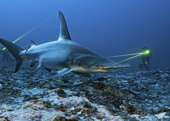 Finalisti concorso Ocean Photographer of the Year 2026