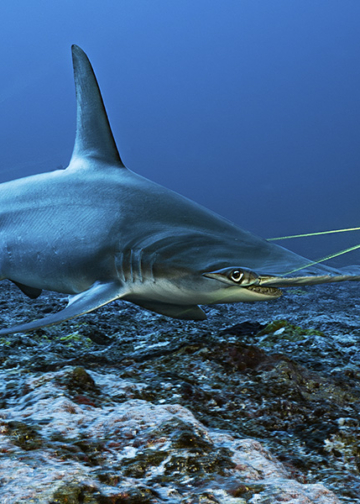 Finalisti concorso Ocean Photographer of the Year 2026