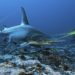 Finalisti concorso Ocean Photographer of the Year 2026