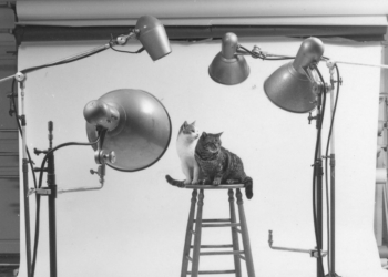 Walter Chandoha Family Cats From the Archive 1949-1962 Damiani Books