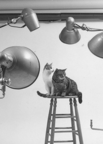 Walter Chandoha Family Cats From the Archive 1949-1962 Damiani Books