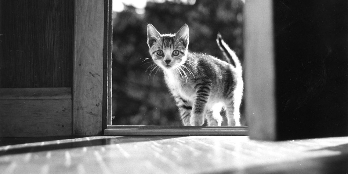 © Walter Chandoha