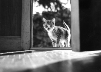 © Walter Chandoha