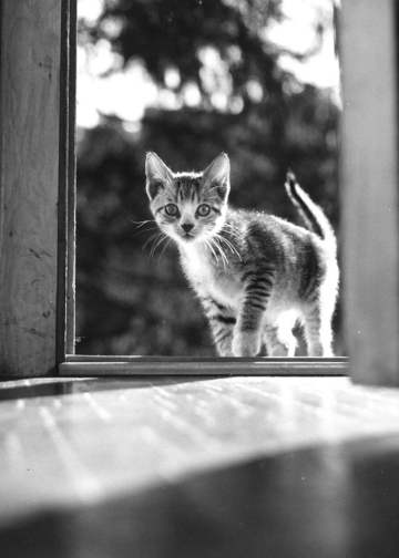 © Walter Chandoha