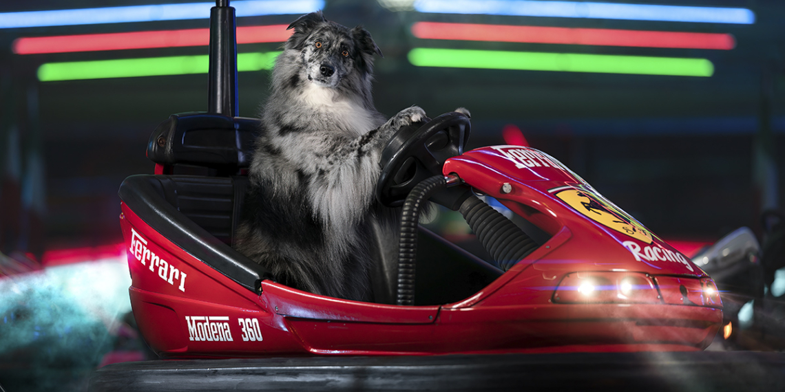 Mattia Gorno borsa di studio Dog Photography