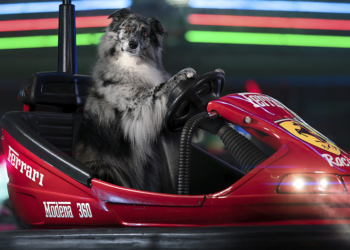 Mattia Gorno borsa di studio Dog Photography
