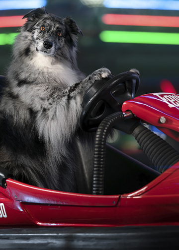 Mattia Gorno borsa di studio Dog Photography