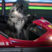 Mattia Gorno borsa di studio Dog Photography