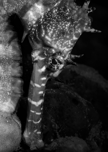 Ocean Photographer of the Year 2026 vincitori