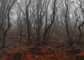 Stefano Cerio The Redemption of Nature