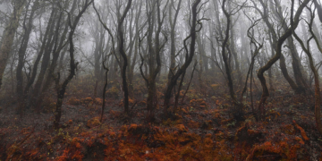 Stefano Cerio The Redemption of Nature