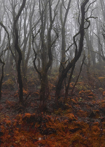 Stefano Cerio The Redemption of Nature