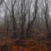 Stefano Cerio The Redemption of Nature