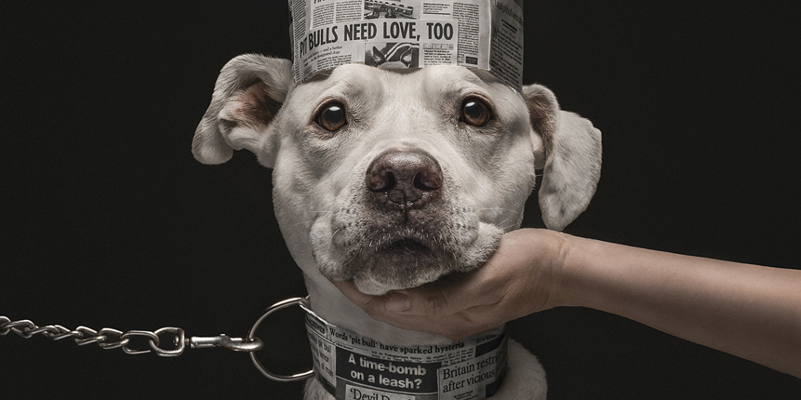 Vincitori Dog Photography Awards 2026