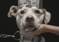 Vincitori Dog Photography Awards 2026