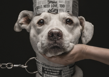 Vincitori Dog Photography Awards 2026