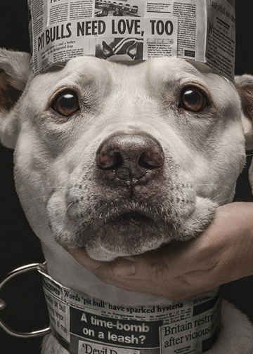 Vincitori Dog Photography Awards 2026