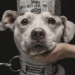 Vincitori Dog Photography Awards 2026