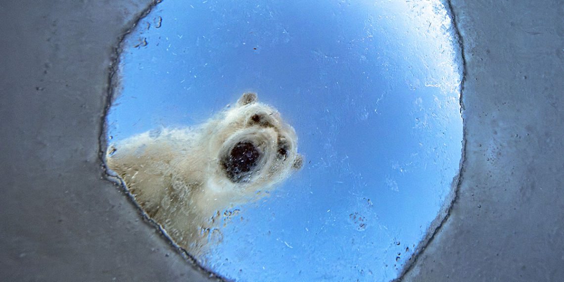 Wildlife Photographer of the Year anteprima orso polare Audun Rikardsen