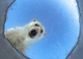 Wildlife Photographer of the Year anteprima orso polare Audun Rikardsen