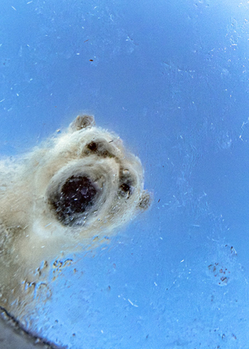 Wildlife Photographer of the Year anteprima orso polare Audun Rikardsen