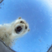 Wildlife Photographer of the Year anteprima orso polare Audun Rikardsen