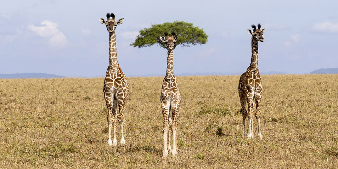 Finalisti Nikon Comedy Wildlife Awards 2026
