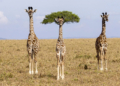 Finalisti Nikon Comedy Wildlife Awards 2026