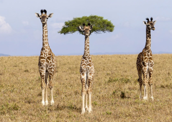 Finalisti Nikon Comedy Wildlife Awards 2026
