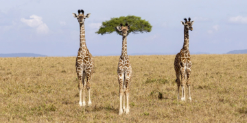 Finalisti Nikon Comedy Wildlife Awards 2026