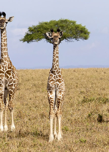 Finalisti Nikon Comedy Wildlife Awards 2026