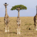 Finalisti Nikon Comedy Wildlife Awards 2026