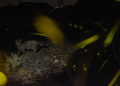 Lorenzo Shoubridge GDT European Wildlife Photographer of the Year