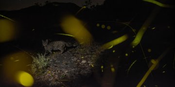 Lorenzo Shoubridge GDT European Wildlife Photographer of the Year