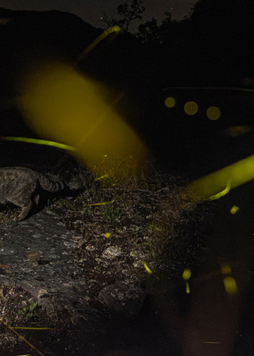 Lorenzo Shoubridge GDT European Wildlife Photographer of the Year