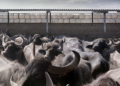 Raffaela Mariniello mostra fotografica ICCD Roma