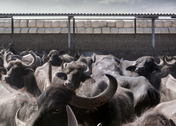 Raffaela Mariniello mostra fotografica ICCD Roma