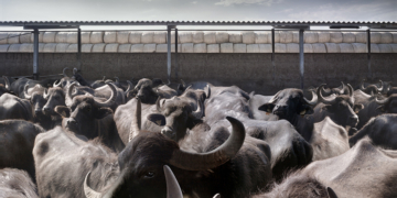 Raffaela Mariniello mostra fotografica ICCD Roma
