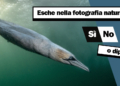 Utilizzo esche nella fotografia naturalistica Bird Photographer of the Year