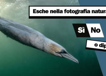 Utilizzo esche nella fotografia naturalistica Bird Photographer of the Year