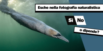 Utilizzo esche nella fotografia naturalistica Bird Photographer of the Year
