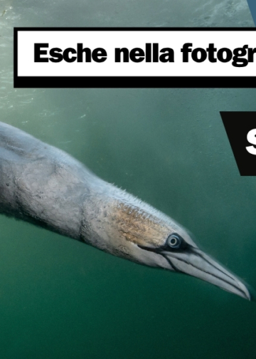 Utilizzo esche nella fotografia naturalistica Bird Photographer of the Year