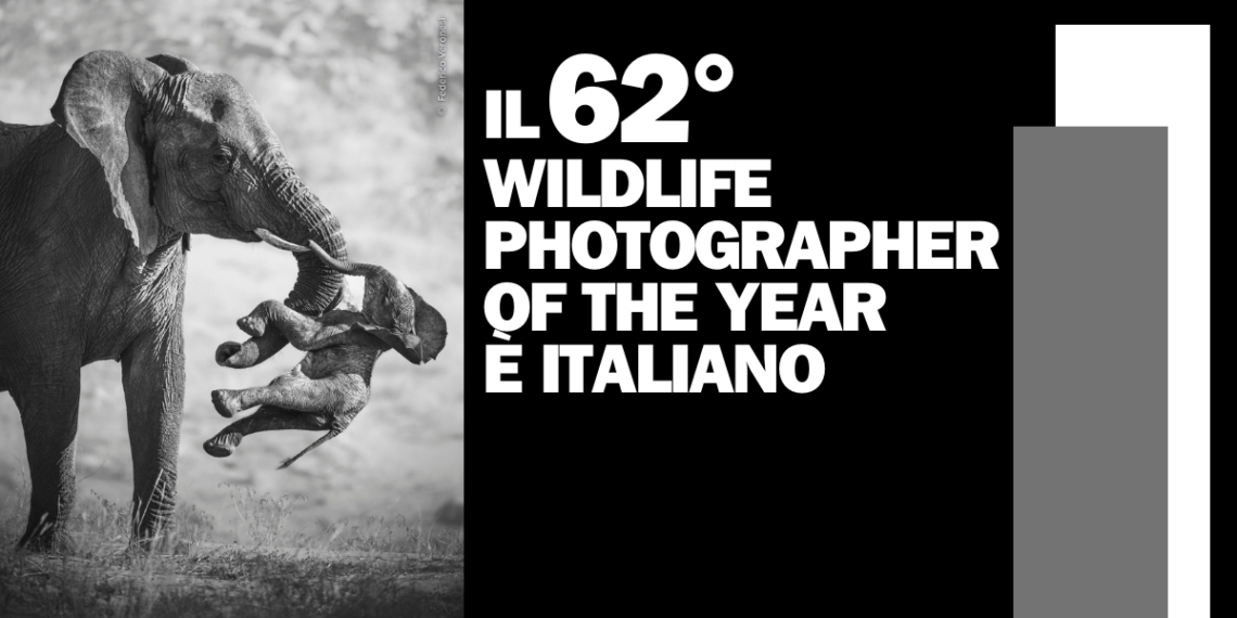 Wildlife Photographer of the Year 2026 vincitori