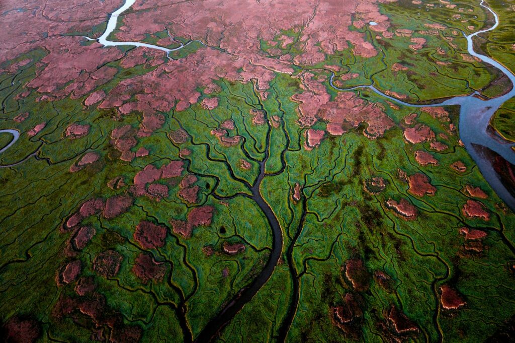 Verdronken Land van Saeftinghe, Zelanda. Ceduta al mare nel 1584, oggi questa palude protetta lascia alla marea lo spazio per espandersi: è il delta com'era prima delle dighe, e il modello per quelle che oggi vengono aperte. Luca Locatelli