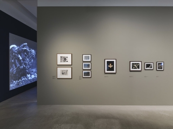 Jean Painlevé – Feet in the Water, Fotomuseum Winterthur © Fotomuseum Winterthur / Conradin Frei